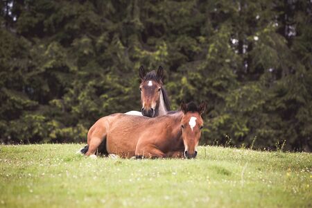 Wild horses free in the forestの写真素材