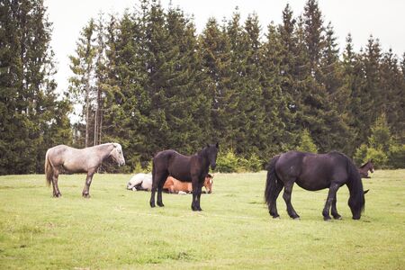 Wild horses free in the forestの写真素材