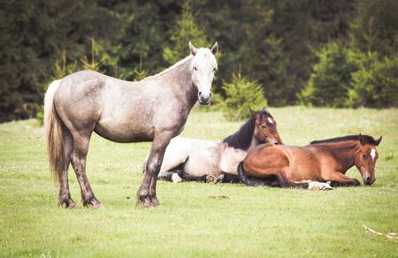 Wild horses free in the forestの写真素材