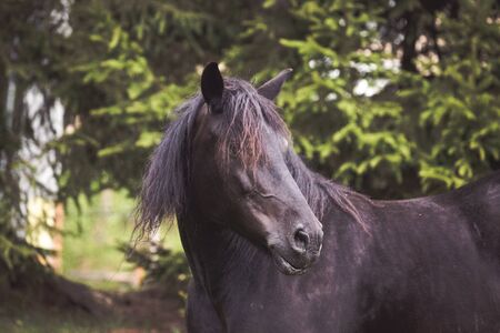 Wild horses free in the forestの写真素材