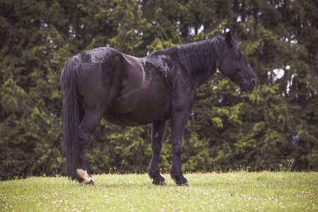 Wild horses  running free in the forestの写真素材