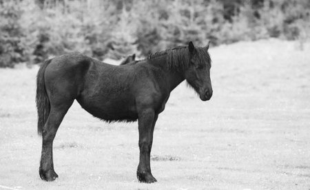 Wild horses  running free in the forest