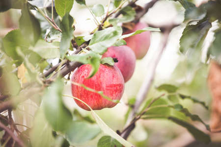 Red apple on branch autumn backgroundの写真素材