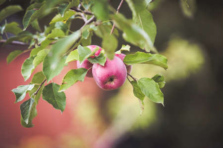 Red apple on branch autumn backgroundの写真素材