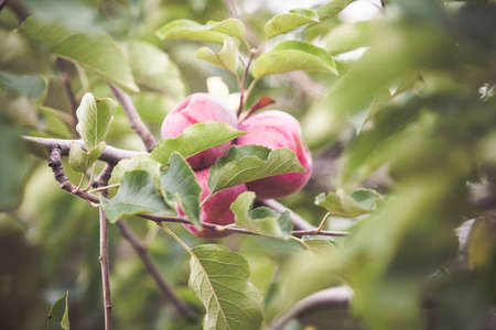 Red apple on branch autumn backgroundの写真素材