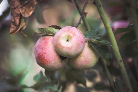 Red apple on branch autumn backgroundの写真素材