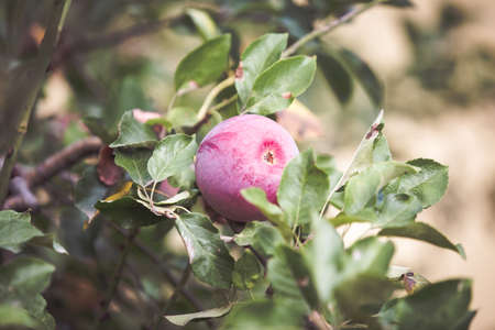 Red apple on branch autumn backgroundの写真素材