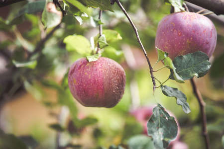 Red apple on branch autumn backgroundの写真素材