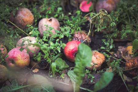 Red apple on branch autumn backgroundの写真素材