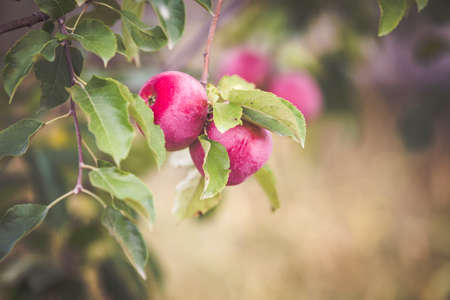 Red apple on branch autumn backgroundの写真素材