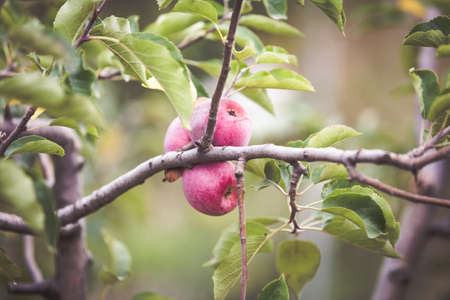 Red apple on branch autumn backgroundの写真素材