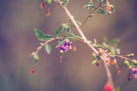 Autumn red goji berries on branchの写真素材