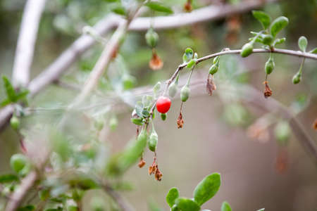 Autumn red goji berries on branchの写真素材