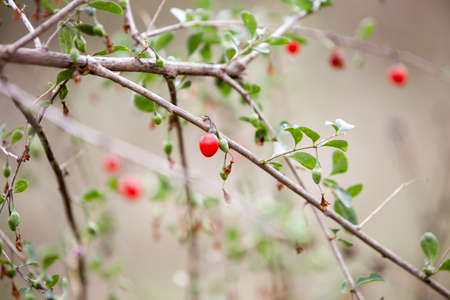 Autumn red goji berries on branchの写真素材