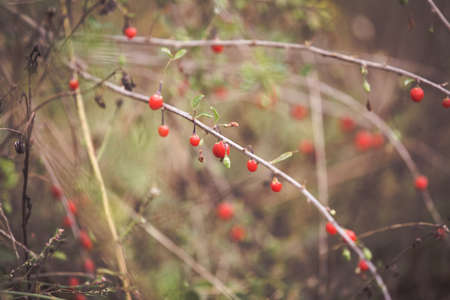 Autumn red goji berries on branchの写真素材