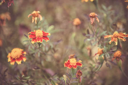 Autumn background with yellow marigoldsの写真素材