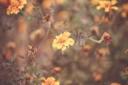 Autumn background with yellow marigoldsの写真素材