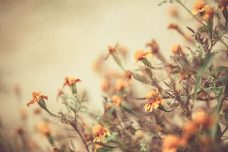 Autumn background with yellow marigoldsの写真素材