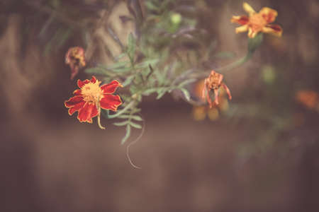 Autumn background with yellow marigoldsの写真素材