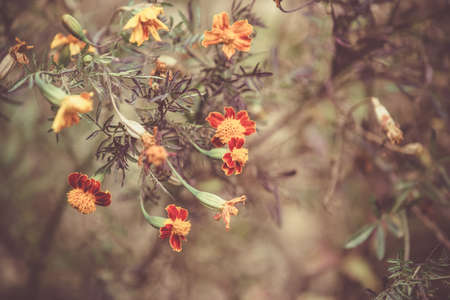 Autumn background with yellow marigoldsの写真素材