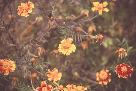 Autumn background with yellow marigoldsの写真素材