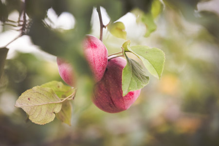 Ripe red apple on branch. Autumn fruit