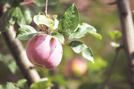 Ripe red apple on branch. Autumn fruitの写真素材