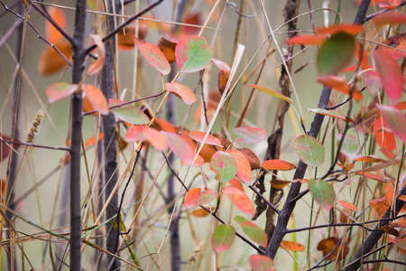 Red autumn leaves rustic backgroundの写真素材
