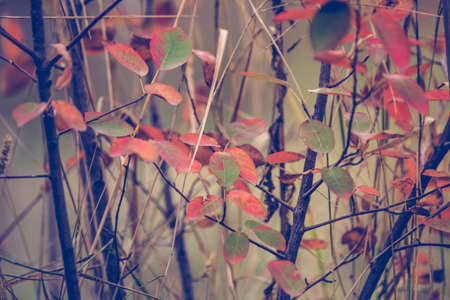 Red autumn leaves rustic backgroundの写真素材