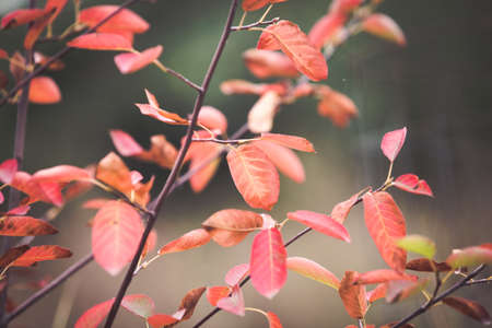 Red autumn leaves rustic backgroundの写真素材