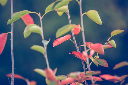 Red autumn leaves rustic backgroundの写真素材