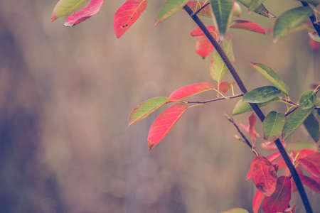 Red autumn leaves rustic backgroundの写真素材