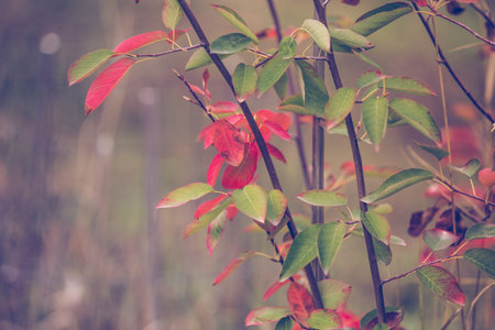 Red autumn leaves rustic background
