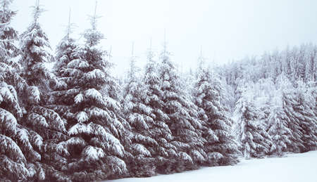 Winter wonderland snow on fir tree forestの写真素材