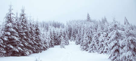 Winter wonderland snow on fir tree forestの写真素材