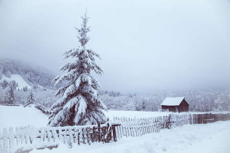 Winter wonderland snow on fir tree forestの写真素材