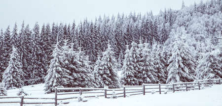 Winter wonderland snow on fir tree forestの写真素材
