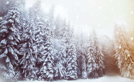 Winter wonderland snow on fir tree forestの写真素材