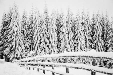 Winter wonderland snow on fir tree forestの写真素材