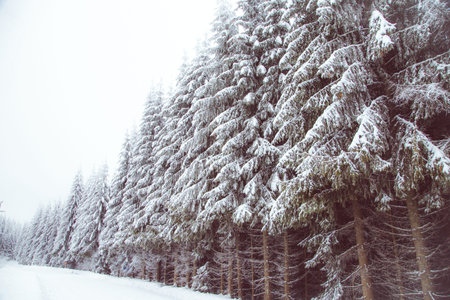 Winter wonderland snow on fir tree forestの写真素材