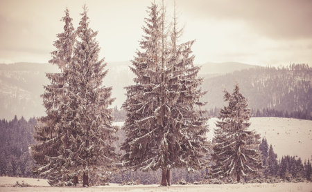 Winter wonderland snow on fir tree forest