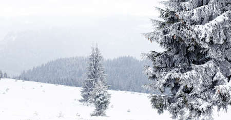 Winter wonderland snow on fir tree forestの写真素材