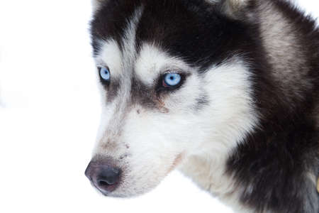 Husky blue ice eyes winter backgroundの写真素材