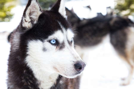 Husky blue ice eyes winter backgroundの写真素材