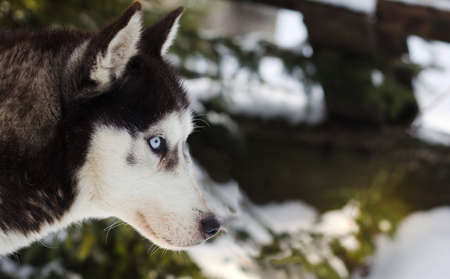 Husky blue ice eyes winter backgroundの写真素材