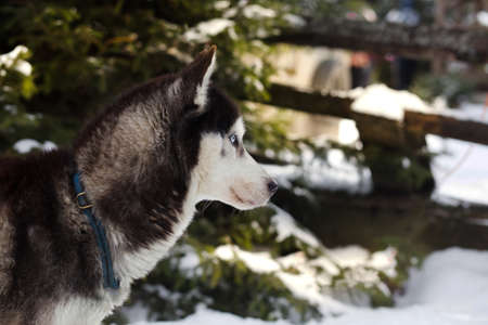 Husky blue ice eyes winter backgroundの写真素材