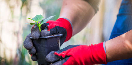 Organic planting spring vegetable gardenの写真素材