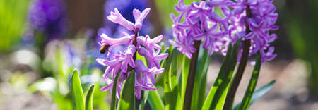 Blooming spring flowers horizontal backgroundの写真素材