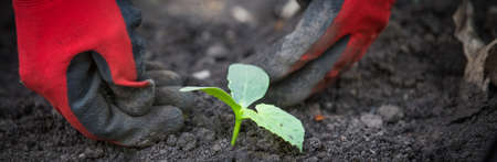 Spring planting a vegetable gardenの写真素材