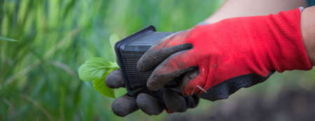 Spring planting a vegetable gardenの写真素材